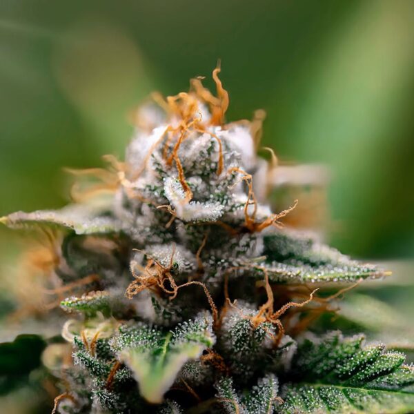 Dutch Passion Outlaw Cannabis Seeds