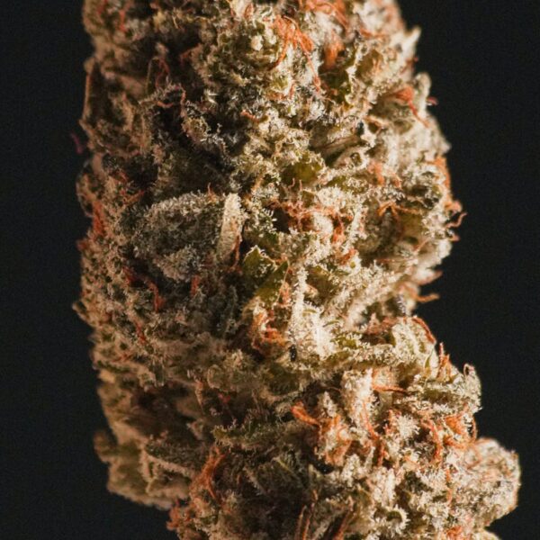Humboldt Seed Organisation Master Kush Cannabis Seeds