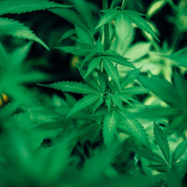 Kannabia Seed Company Gelat.OG