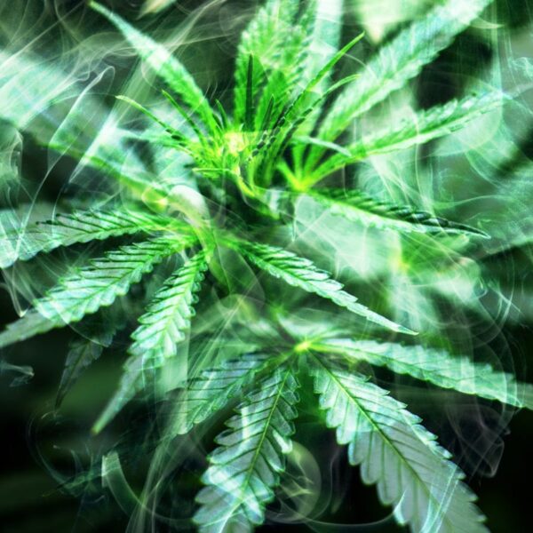 Growers Choice CBD 1:1 Cannabis Seeds