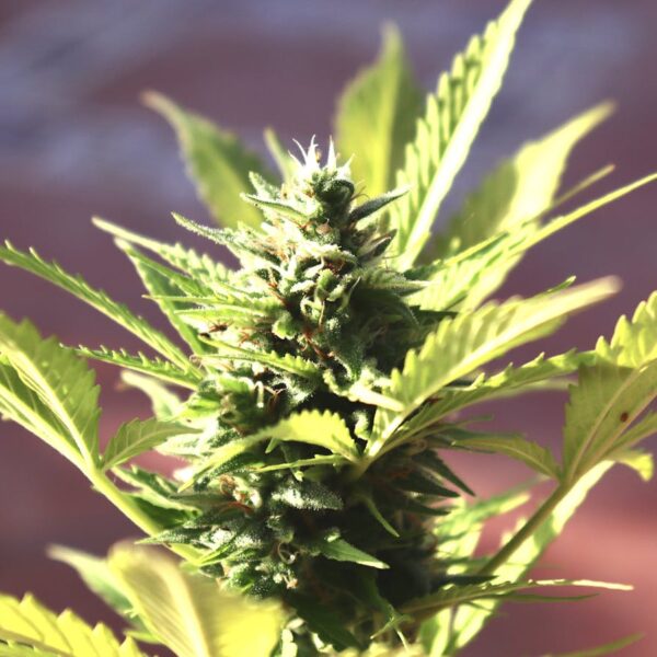 Cookies Seeds Berner's Cookies Cannabis Seeds