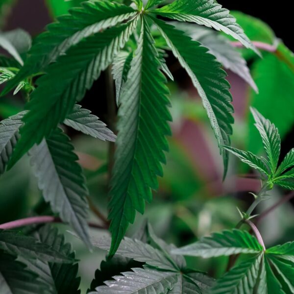 J.D. Genetics JD Kush