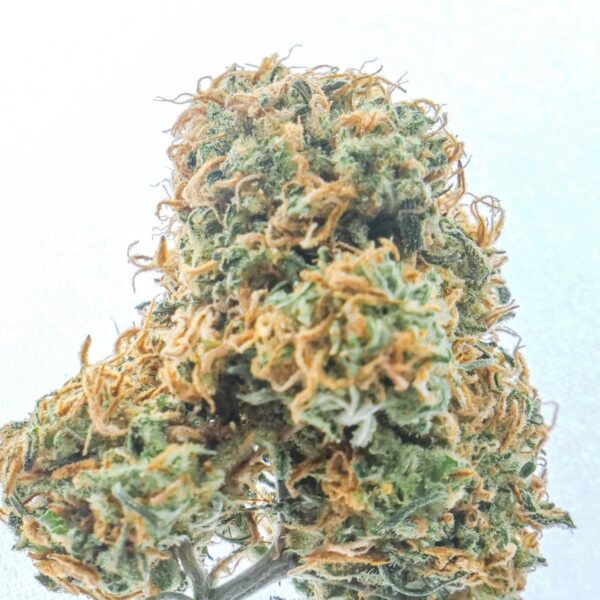 Green House Seed Co. Hawaiian Snow Cannabis Seeds