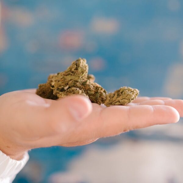 In House Genetics Sour Pebbles Cannabis Seeds